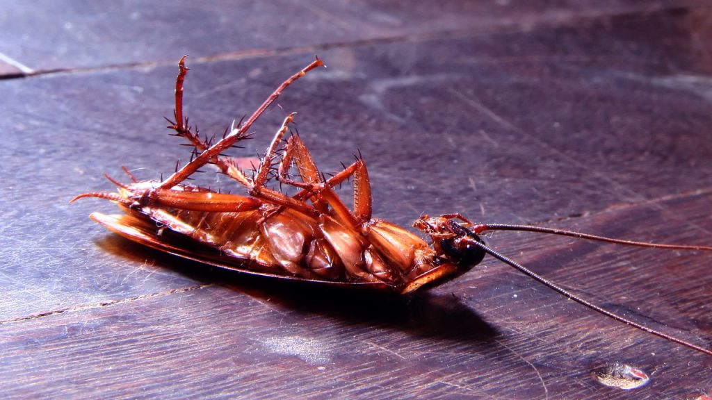 A melhor solução para se livrar das baratas em sua casa é usar esse método de 4 passos